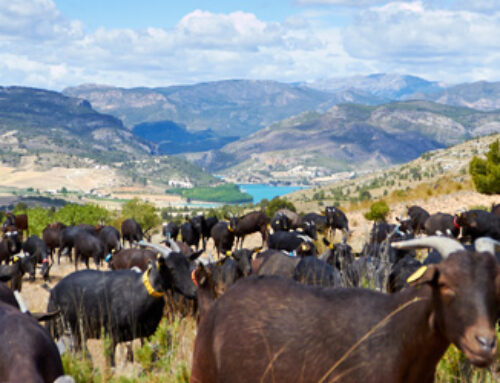 Cantero de Letur: las claves del éxito de esta empresa pionera en lácteos ecológicos